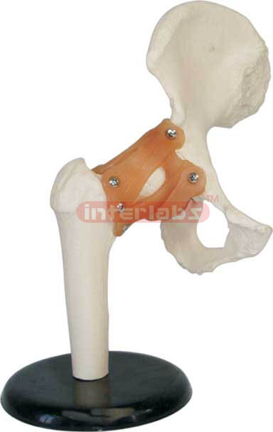 Hip Joint